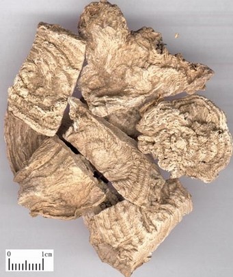 Phytolacca americana Root slice